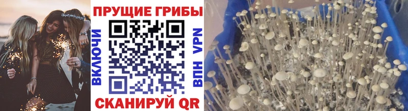 Галлюциногенные грибы мицелий  Пойковский 